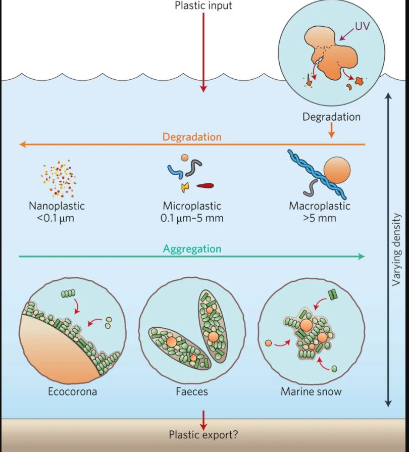 Marine Biota Adaptations and the Deep Sea Environment
