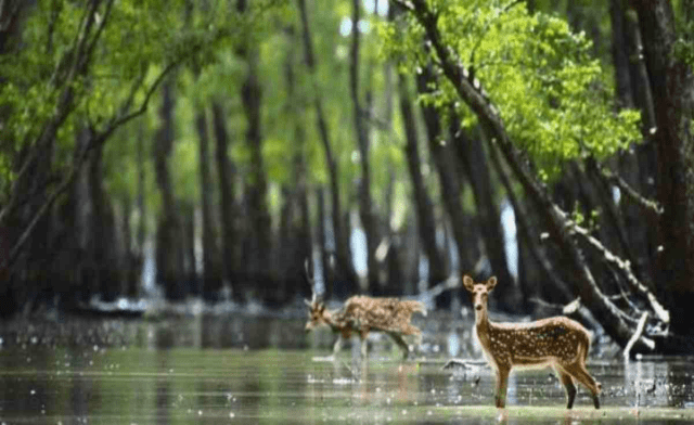 Sundarbans: Plays role as an Environmental Protector